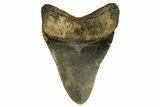 Fossil Megalodon Tooth - North Carolina #328035-1